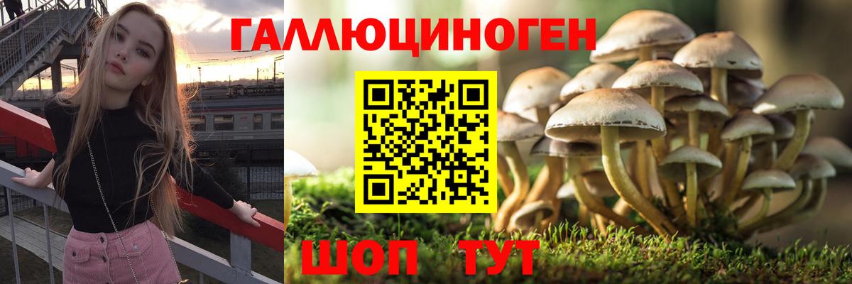 Галлюциногенные грибы Psilocybe Пушкино